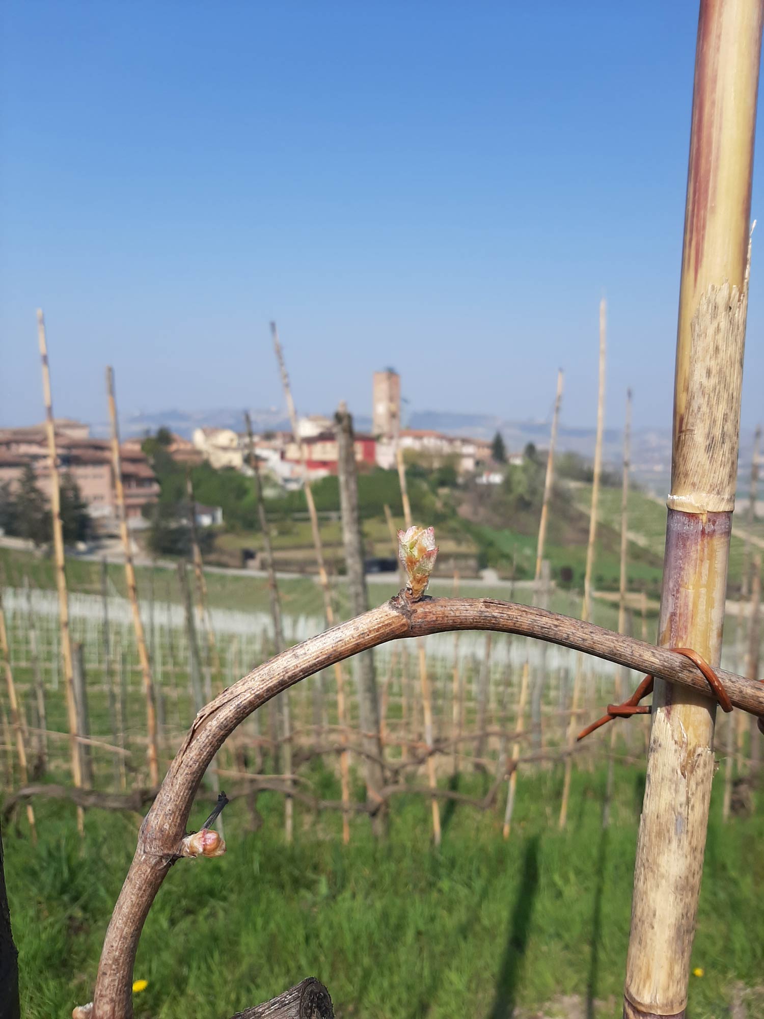 Fioritura e torre