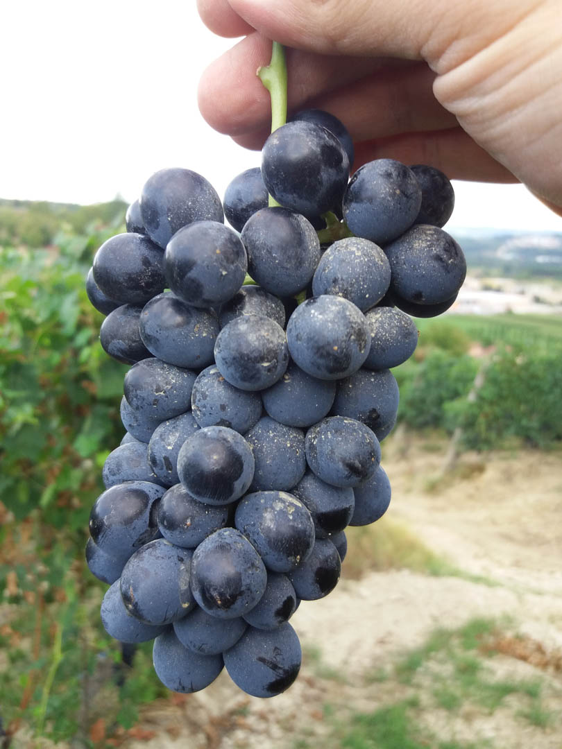 Barbera d’Alba.