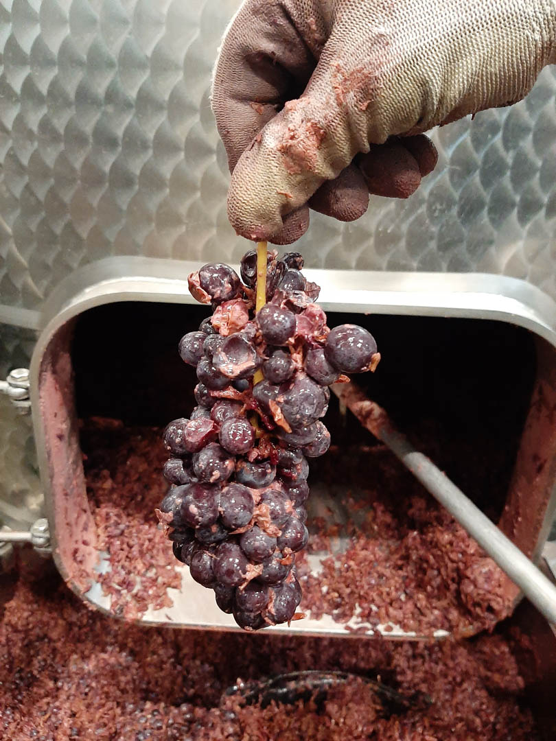 Foravia, Nebbiolo whole grape.