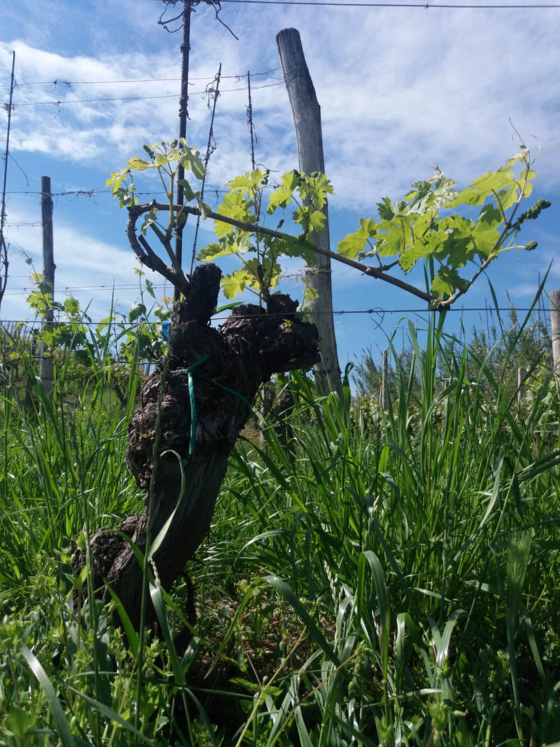 Old vineyard of Barbera d’Alba.