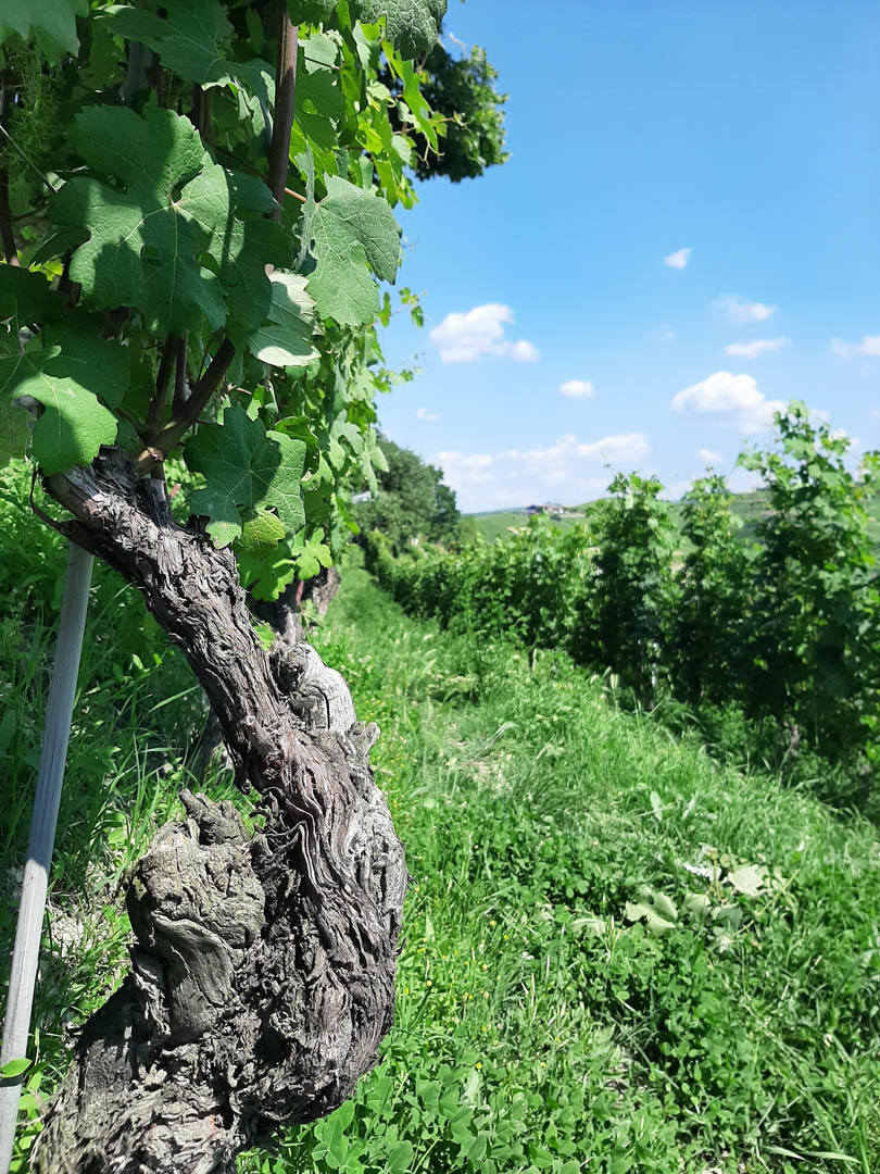 Nebbiolo from Barbaresco, town of Barbaresco.