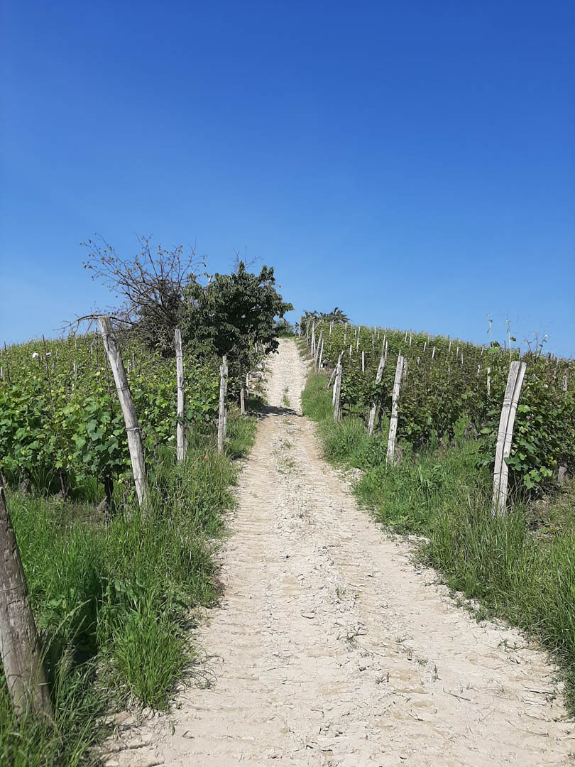 Vineyard of Barbera d’Alba.