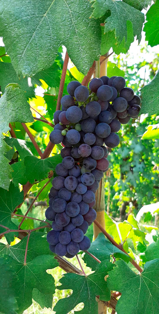 Nebbiolo from Barbaresco.